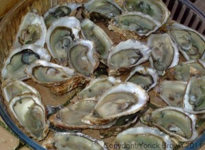 A plate of oysters